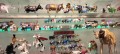 Cow Museum