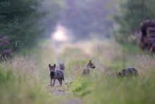 Jungwölfe, Fotograf: Detlev Hinrichs, Bildrechte: Wildtierschutz Deutschland e.V.