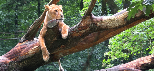 Löwin im Burgers Zoo, Arnheim
