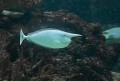 Nashornfisch im Burgers Zoo