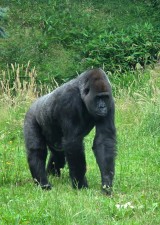 Gorilla