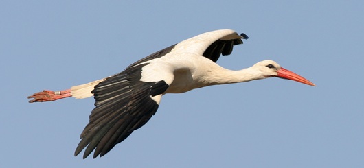 Fliegender Weißstorch in Hessen, das die höchste Storchendichte aufweist.